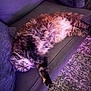 cat, feline, pet, lounging, couch, fur, indoor, purple_light, relaxed, cozy, carpet, home, fluffy, sleepy, whiskers, animal, cute, tabby, resting, soft