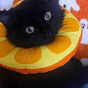 Spooky joined the competition — help win amazing prizes! black_cat, cat, pet, animal, orange_collar, citrus_slice, blanket, ghost_pattern, cute, fluffy, indoor, closeup, eyes, feline, resting, soft_texture, curious, mischievous, colorful, cozy