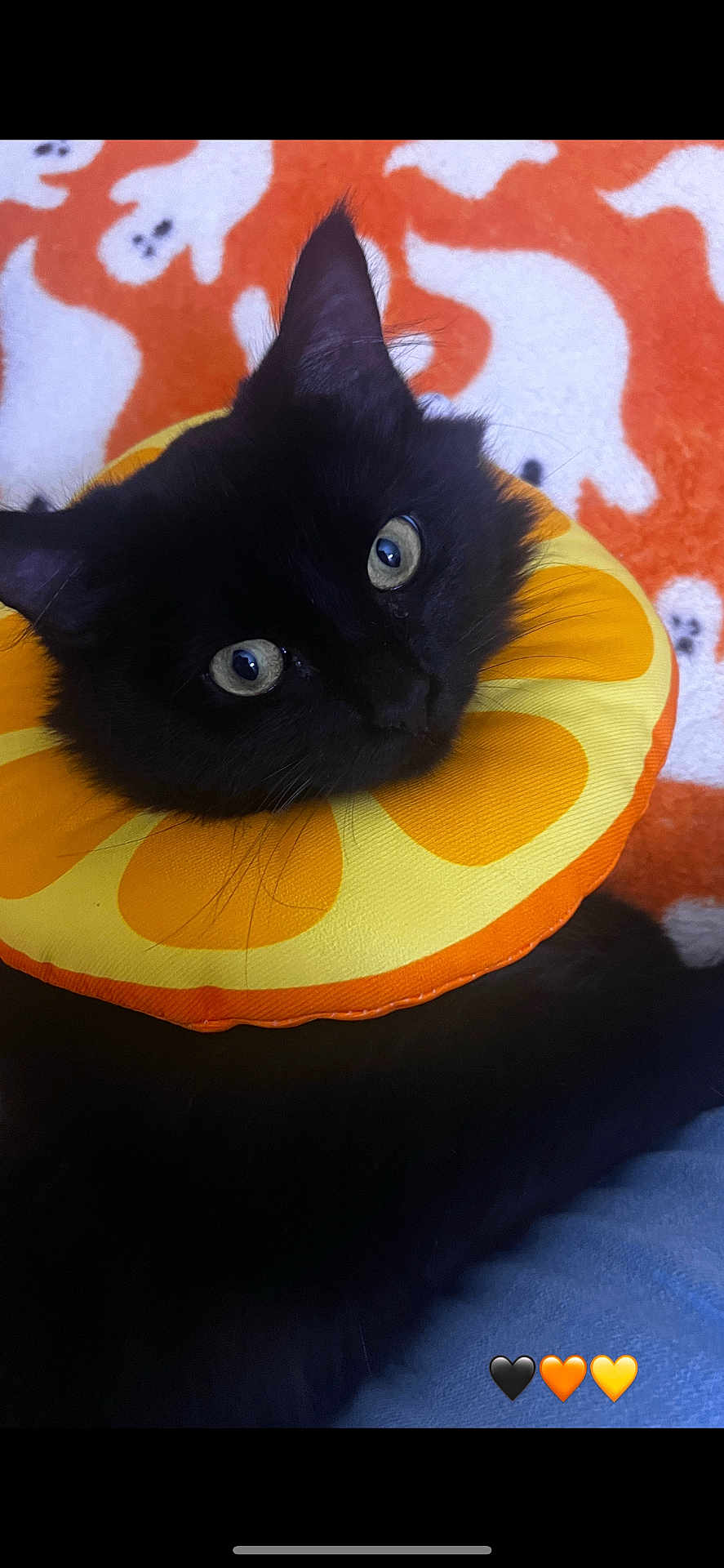 Spooky joined the competition — help win amazing prizes! black_cat, cat, pet, animal, orange_collar, citrus_slice, blanket, ghost_pattern, cute, fluffy, indoor, closeup, eyes, feline, resting, soft_texture, curious, mischievous, colorful, cozy