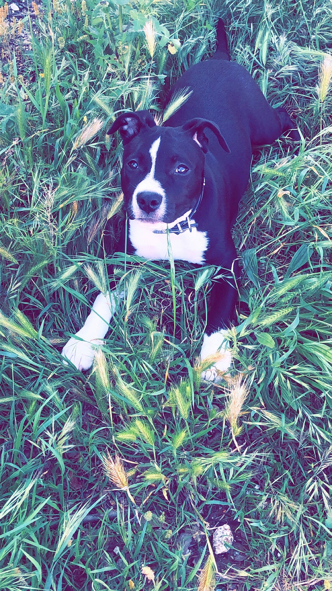Tokyo participe au concours pour gagner de l'argent avec cette photo : border_collie, canidae, carnivore, dog, dog_breed, grass, green, mammal, plant, snout, sporting_group