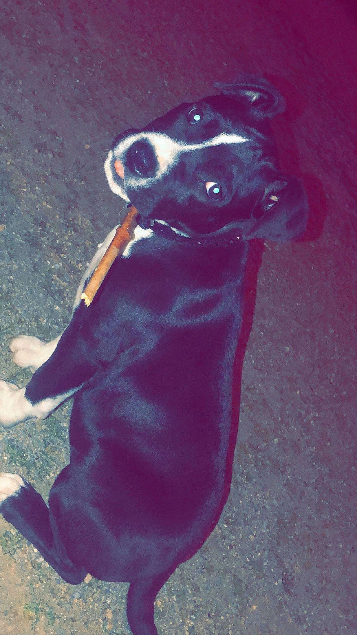 Tokyo participe au concours pour gagner de l'argent avec cette photo : canidae, carnivore, dachshund, dog, dog_breed, fawn, snout, sporting_group