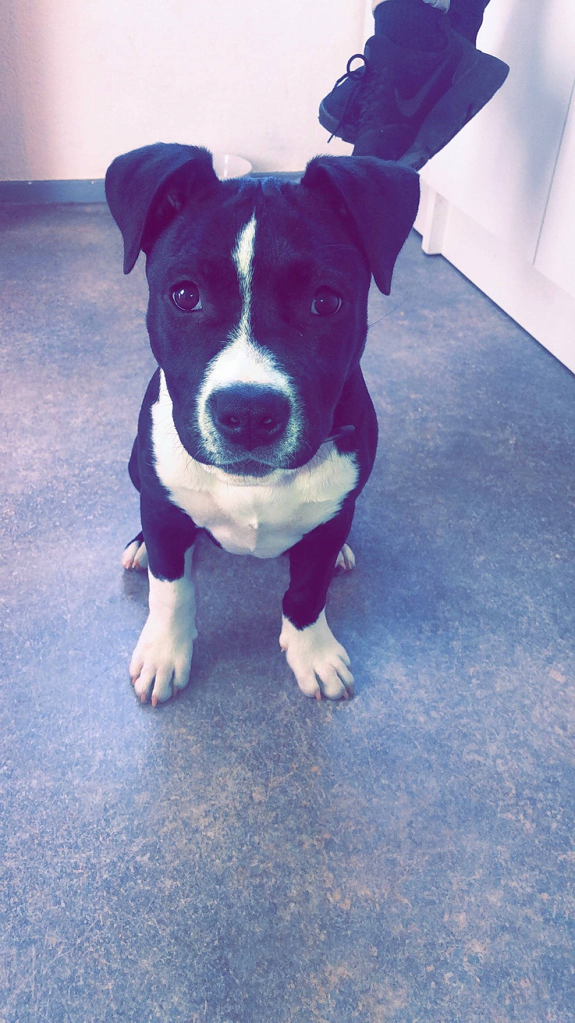 Tokyo participe au concours pour gagner de l'argent avec cette photo : american_pit_bull_terrier, american_staffordshire_terrier, canidae, carnivore, companion_dog, dog, dog_breed, fawn, mammal, non_sporting_group, nose, pit_bull, puppy, snout, sporting_group, staffordshire_bull_terrier, tail, terrier, valley_bulldog, vertebrate