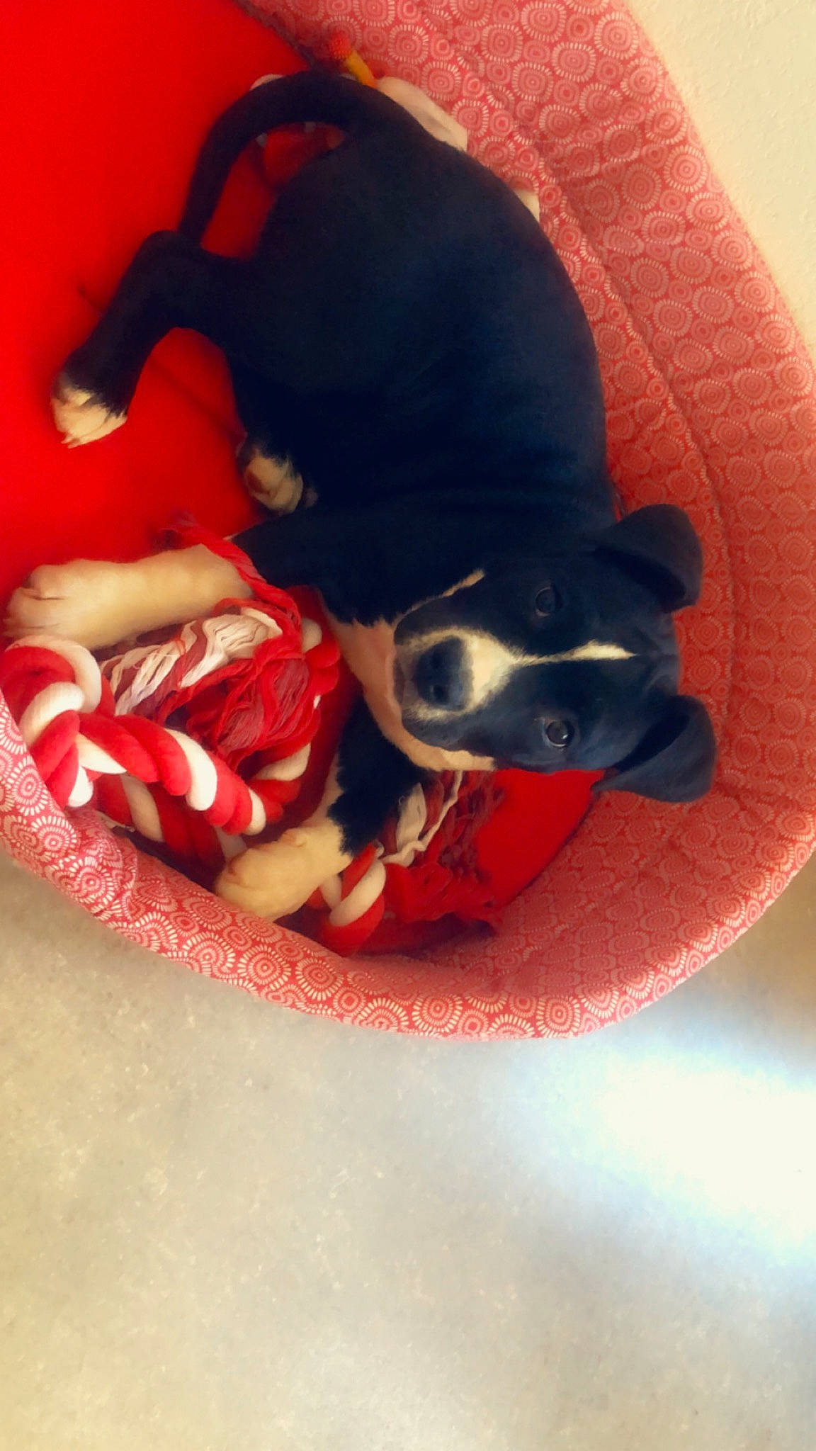 Tokyo participe au concours pour gagner de l'argent avec cette photo : canidae, carnivore, companion_dog, dachshund, dog, dog_breed, miniature_pinscher, puppy, red, rottweiler, sporting_group