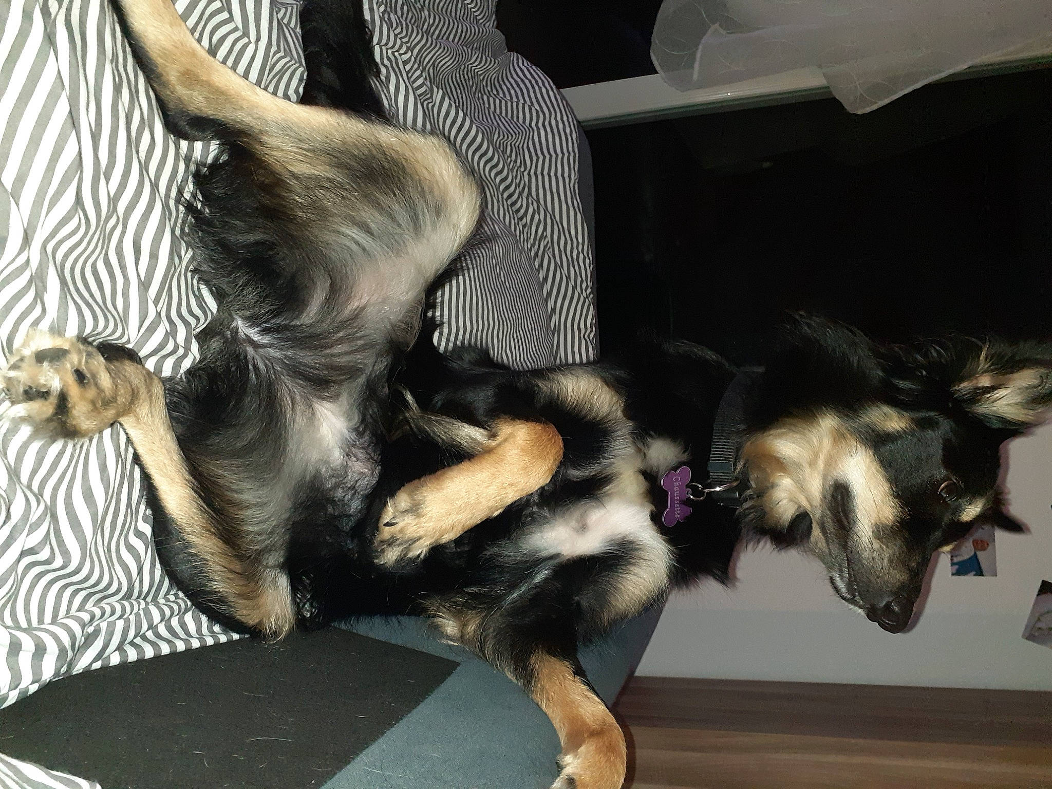 Chaussette participe au concours pour gagner de l'argent avec cette photo : canidae, carnivore, claw, companion_dog, dog, dog_breed, east_european_shepherd, fawn, fur, german_shepherd_dog, guard_dog, herding_dog, king_shepherd, old_german_shepherd_dog, paw, snout, sporting_group, tail, working_animal, working_dog