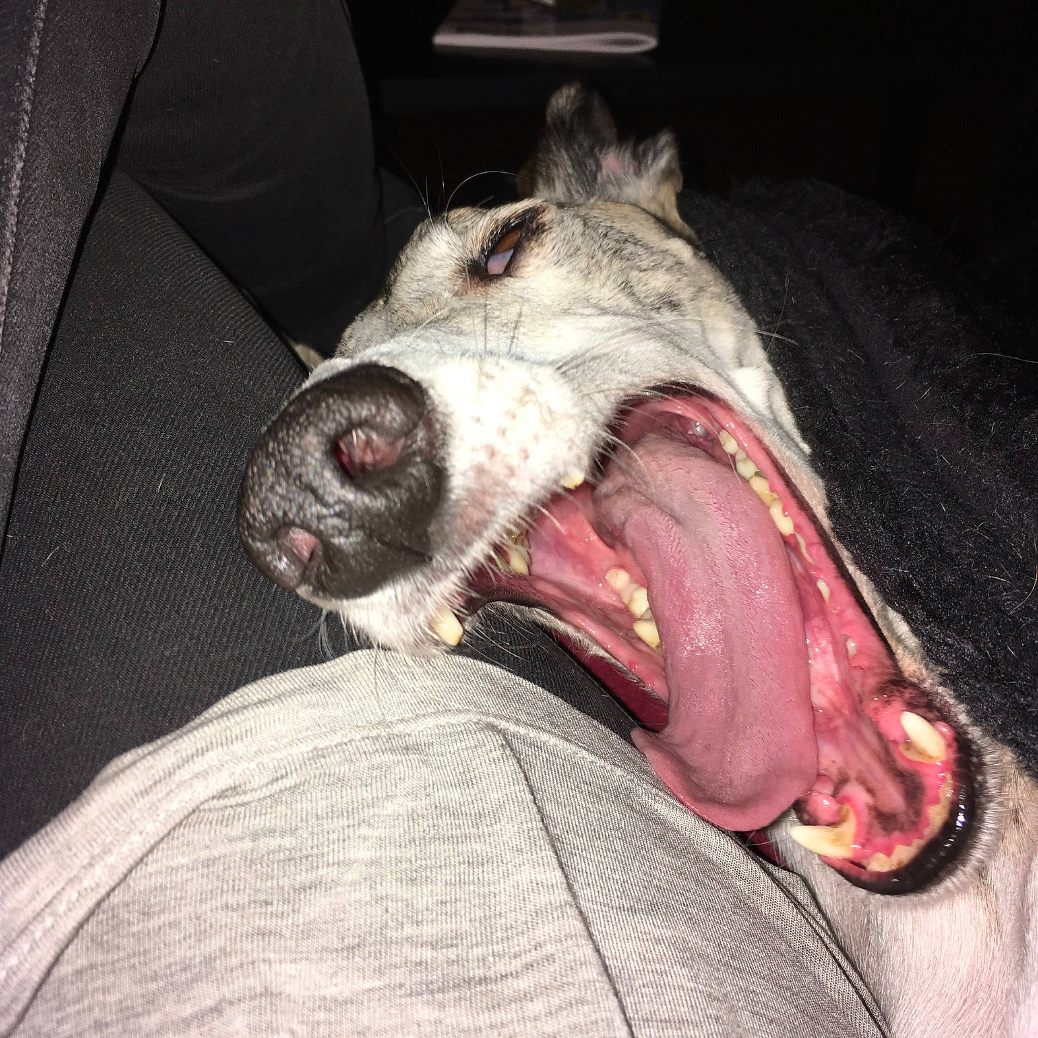 Gabana participe au concours pour gagner de l'argent avec cette photo : canidae, carnivore, dog, dog_breed, facial_expression, head, jaw, lurcher, mouth, neck, non_sporting_group, nose, snout, tooth, wolfdog, yawn