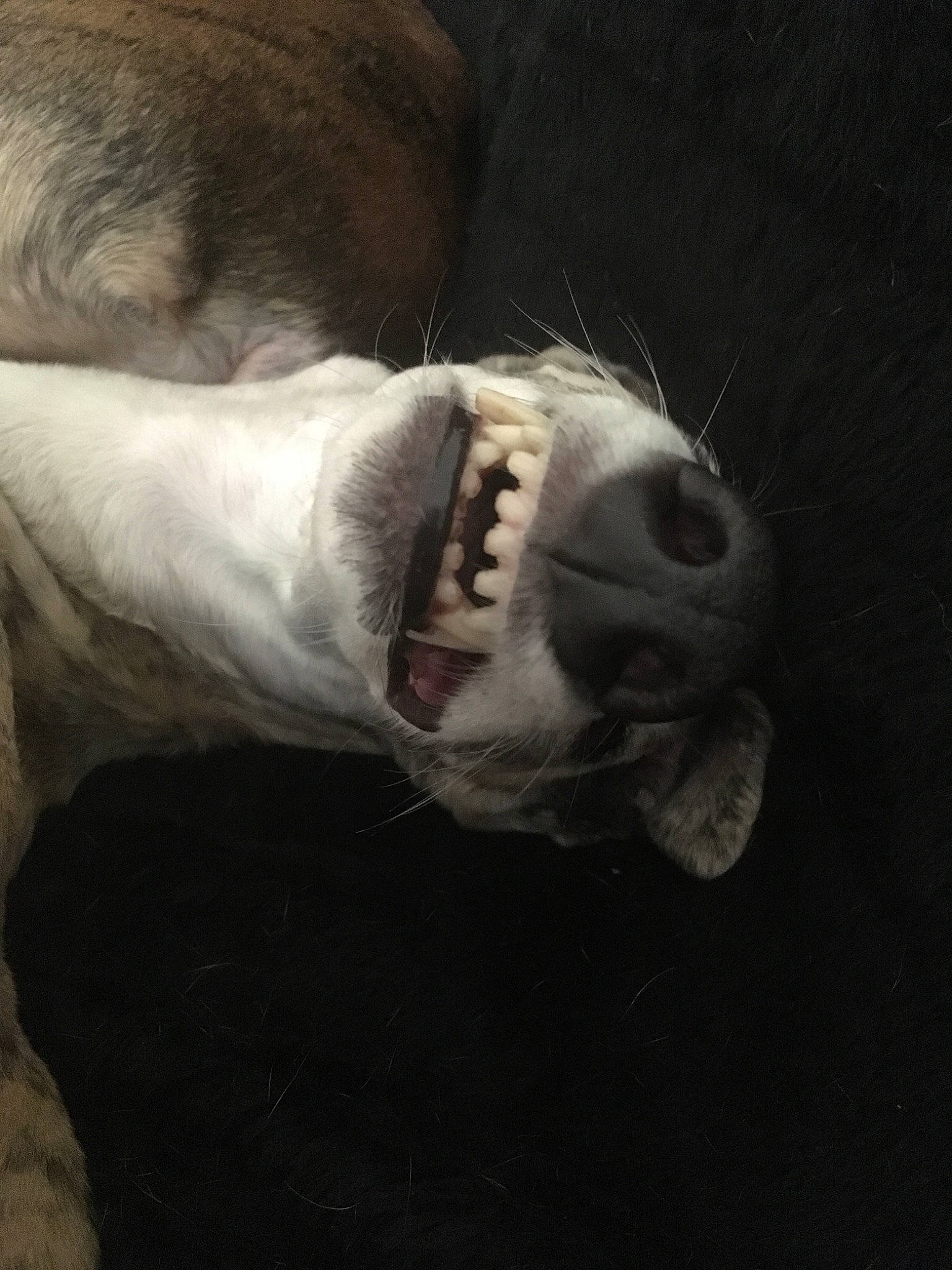 Gabana participe au concours pour gagner de l'argent avec cette photo : canidae, carnivore, companion_dog, dog_breed, ear, jaw, nose, snout, sporting_group