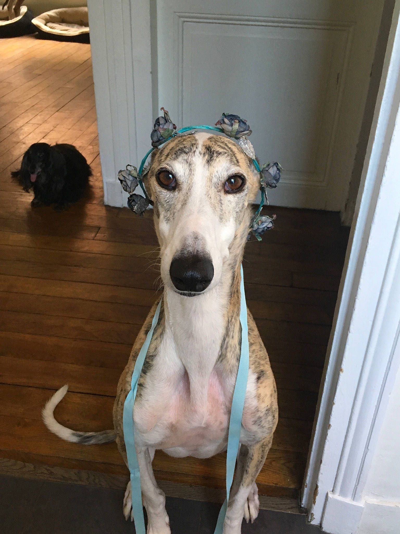 Gabana participe au concours pour gagner de l'argent avec cette photo : canidae, carnivore, dog, dog_breed, galgo_espanol, greyhound, hortaya_borzaya, italian_greyhound, lurcher, magyar_agar, mammal, mudhol_hound, polish_greyhound, rare_breed_dog, sighthound, sloughi, snout, vertebrate, whippet, whiskers