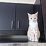 cat, feline, pet, cream_tabby, orange_cat, kitchen, cabinet, countertop, stainless_steel, appliance, sitting, paws, whiskers, ears, eyes, indoor, portrait, curious, shelf, minimalism
