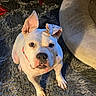 Vada joined the competition — help win amazing prizes! animal, canine, carpet, collar, companion, curious, cute, dog, dog_bed, domestic_animal, ears, floor, fur, home, indoor, looking_up, paw, pet, pet_accessory, white_dog