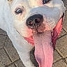 Vada is registered to the contest to win money with this photo: adorable, animal, canine, close_up, companion, cute, daylight, dog, ears, friendly, happy, looking_up, outdoor, pavement, pet, playful, smiling, sunlight, tongue_out, white_dog
