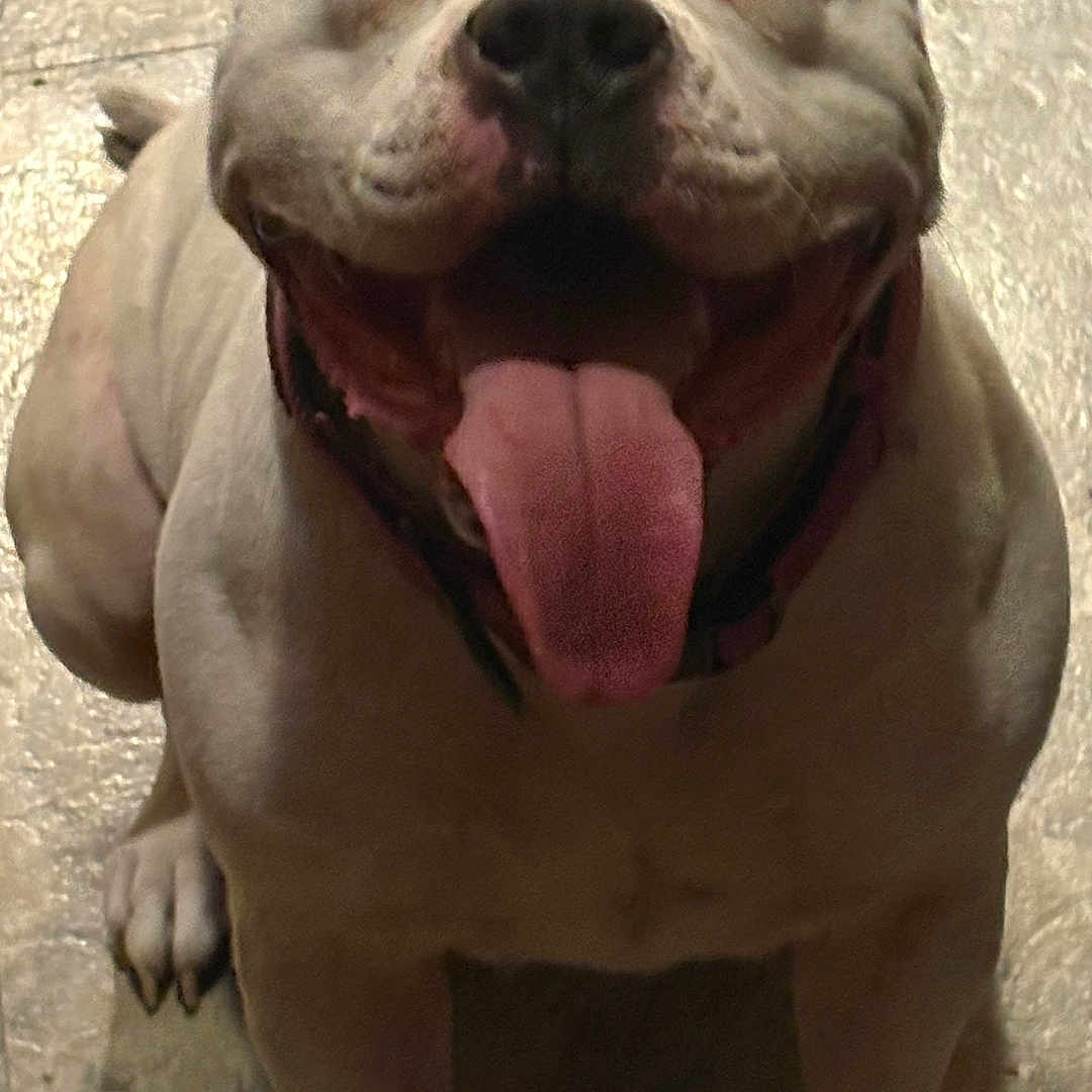 Vada