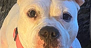 Vada joined the competition — help win amazing prizes! animal, canine, carpet, collar, companion, curious, cute, dog, domestic_animal, ears, friendly, fur, household, indoor, looking_up, mammal, pet, pet_accessory, portrait, white_dog