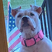 Vada joined the competition — help win amazing prizes! american_flag, animal, closeup, daylight, dog, ears, fence, front_door, grass, guarding, nature, outdoor, patriotic, pet, pink_collar, plant, porch, snout, watchful, white_dog