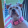 american_flag, animal, closeup, daylight, dog, ears, fence, front_door, grass, guarding, nature, outdoor, patriotic, pet, pink_collar, plant, porch, snout, watchful, white_dog