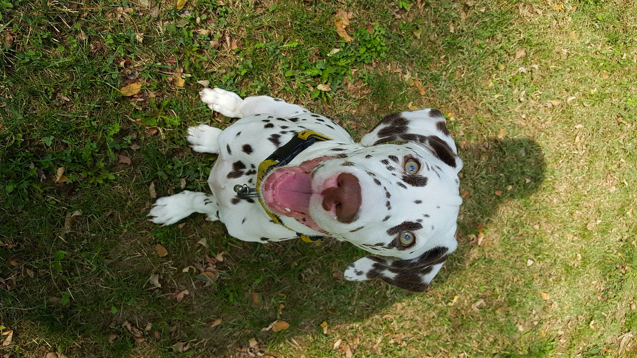 Tya a rejoint le concours — aidez-le/la à gagner de superbes lots ! canidae, carnivore, companion_dog, dalmatian, dog, dog_breed, dog_supply, fawn, grass, guard_dog, leash, non_sporting_group, paw, personal_protective_equipment, snout, sporting_group, tail, terrestrial_animal, toy, working_dog