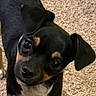 dog, puppy, black_and_tan, floppy_ears, wide_eyes, close_up, portrait, pet, canine, short_hair, brown_markings, black_fur, white_chest, indoors, carpet, floor, looking_up, adorable, cute, animal_photography