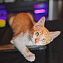 animal, black_surface, blurry_background, cat, close_up, curious, cute, domestic_animal, feline, green_eyes, head_tilt, indoor, kitten, lying_down, orange_cat, pet, playful, soft_lighting, white_fur, young_cat