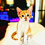 animal, blurred_background, cat, curious, cute, domestic, ears, eyes, feline, fur, indoor, kitten, looking, orange, pet, sitting, tail, whiskers, white, young