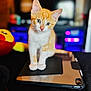 animal, blurred_background, cat, colorful_lights, curious, cute, electronic_device, face, feline, indoor, kitten, looking, orange_cat, pet, plush_toy, sitting, tablet, toy, white_cat, young_animal