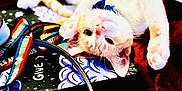 Mochi is registered to the contest to win money with this photo: animal, blanket, cat, close_up, collar, colorful_surface, curious, cute, domestic_cat, eye_contact, feline, fur, indoor, orange_and_white, paw, pet, playful, relaxed, upside_down, whiskers