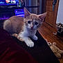animal, cat, couch, cozy, curious, door, floor, furniture, home, indoor, kitten, living_room, orange_cat, pet, purple_light, stuffed_toy, television, toy, white_cat, wooden_floor