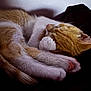 animal, cat, closeup, cozy, curled_up, cute, feline, fur_texture, indoor, nap, orange_cat, paw_pads, paws, peaceful, pet, quiet, resting, shadow, sleeping, white_fur