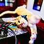 Mochi joined the competition — help win amazing prizes! animal, background_blur, blanket, book, bow_tie, cable, cat, close_up, colorful, cute, feline, indoor, orange_cat, pet, playful, red_blanket, relaxed, soft_focus, stretching, white_cat