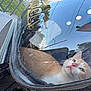 animal, cat, curious, daylight, ears, eyes, fence, kitten, mesh, nose, orange_and_white, outdoor, pet, pet_carrier, plastic, sidewalk, sky_reflection, transparent, whiskers, zipper