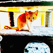 Mochi joined the competition — help win amazing prizes! animal, bright_light, carpeted_platform, cat, cat_tree, curious, cute, feline, household, indoor, kitten, looking_at_camera, orange_cat, pet, play_structure, sitting, small, sunlight, white_cat, young_cat