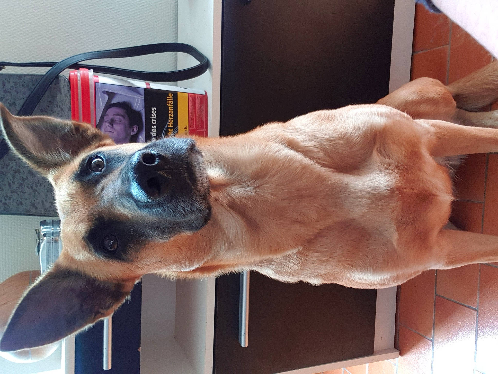 Nara a rejoint le concours — aidez-le/la à gagner de superbes lots ! canidae, carnivore, collar, comfort, companion_dog, dog, dog_breed, dog_collar, ear, fawn, fur, jaw, mammal, pet_supply, snout, sporting_group, vertebrate, whiskers, working_animal, wrist