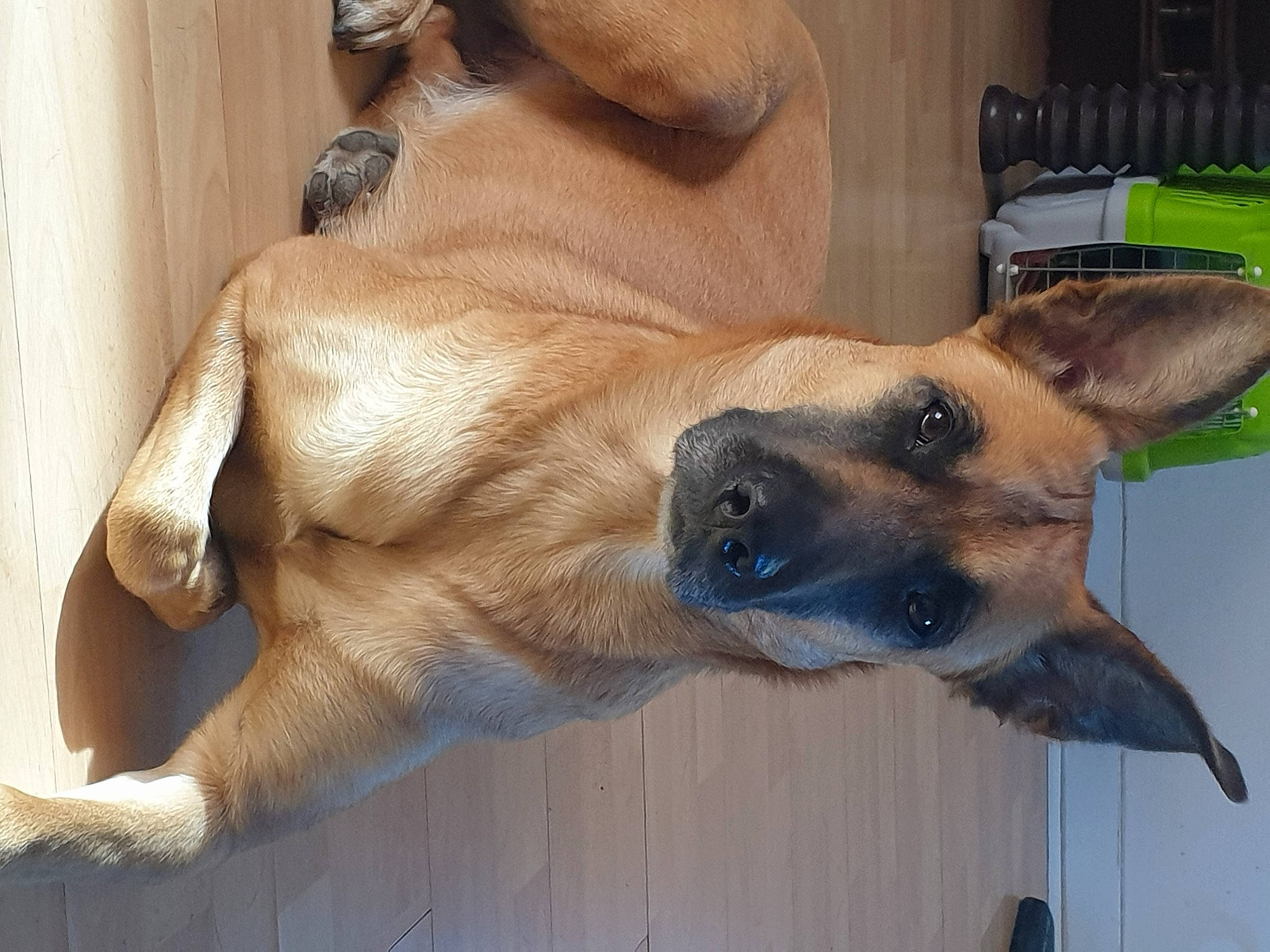 Nara a rejoint le concours — aidez-le/la à gagner de superbes lots ! canidae, carnivore, collar, companion_dog, dog, dog_breed, dog_collar, dog_supply, fawn, fur, guard_dog, paw, pet_supply, snout, sporting_group, whiskers, window, working_animal, working_dog