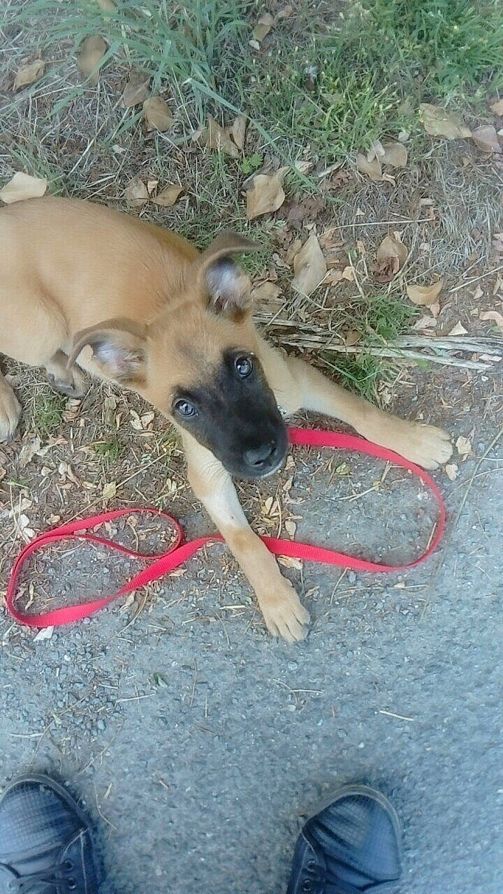 Nara a rejoint le concours — aidez-le/la à gagner de superbes lots ! canidae, carnivore, companion_dog, dog, dog_breed, dog_supply, fawn, foot, grass, non_sporting_group, paw, pet_supply, road_surface, snout, soil, sporting_group, tail, terrestrial_animal, wildlife, working_animal