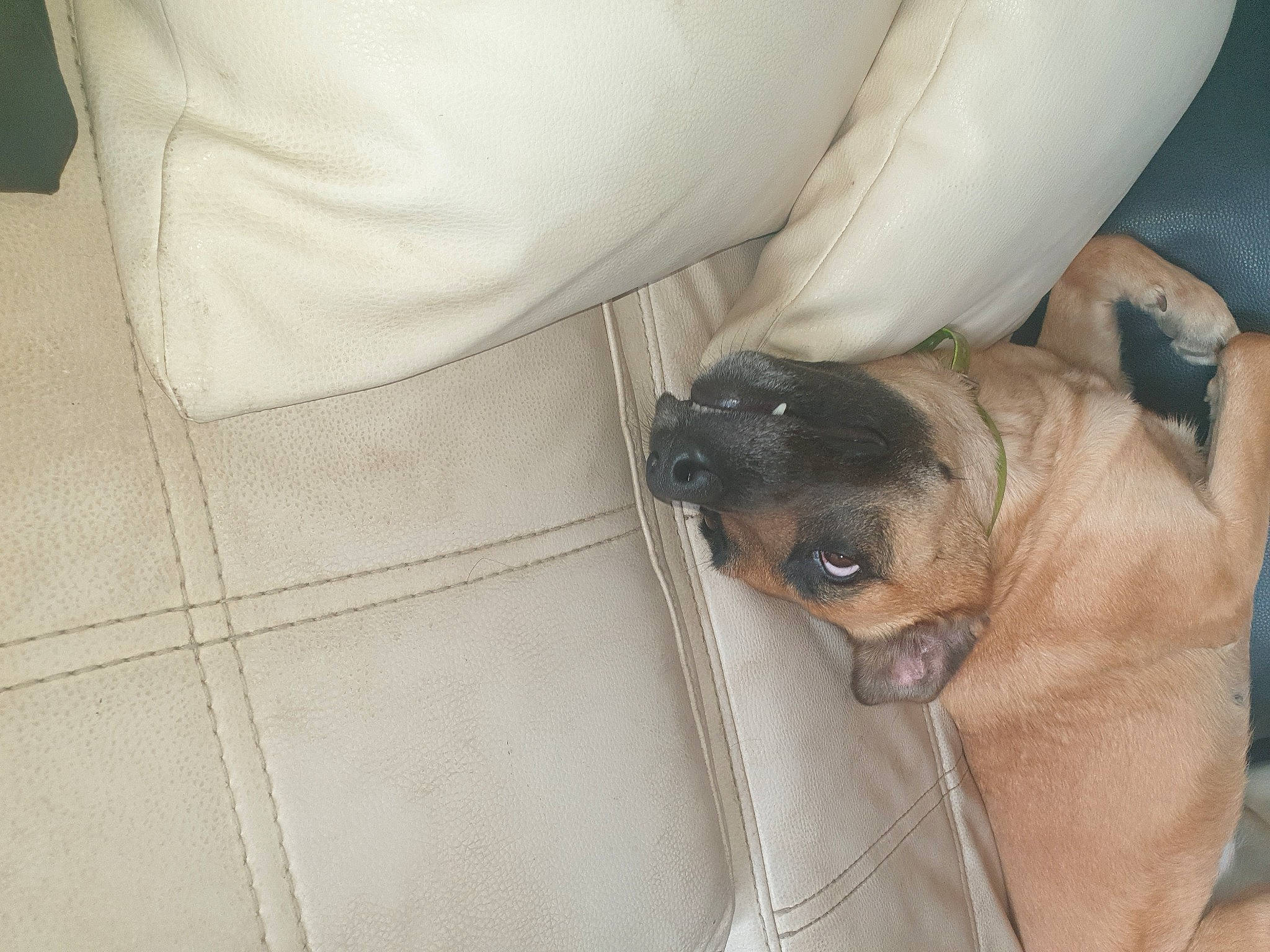 Nara participe au concours pour gagner de l'argent avec cette photo : carnivore, comfort, companion_dog, dog, dog_breed, fawn, flooring, guard_dog, linens, molosser, nap, pattern, paw, puppy_love, sporting_group, toy_dog, whiskers, working_animal, working_dog, wrinkle