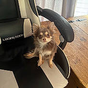 Blue participe au concours pour gagner de l'argent avec cette photo : animal, armchair, canine, cat, chair, cushion, dog, furniture, homedecor, husky, indoors, interiordesign, kitten, office, officechair, pet, puppy, table, tabletop, wood