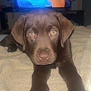 Aiko participe au concours pour gagner de l'argent avec cette photo : animal, bedroom, blanket, brown_fur, cap, chocolate_labrador, close_up, cozy, cute, dog, indoor, lying_down, paws, person_on_tv, pet, puppy, relaxed, screen, sunglasses, television