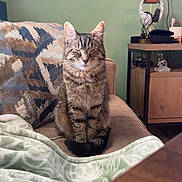 Chip is registered to the contest to win money with this photo: cat, tabby, couch, blanket, indoor, pet, feline, resting, cozy, home, furniture, patterned_blanket, ears, whiskers, tail, domestic_cat, relaxed, closed_eyes, living_room, headphones