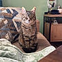 cat, tabby, couch, blanket, indoor, pet, feline, resting, cozy, home, furniture, patterned_blanket, ears, whiskers, tail, domestic_cat, relaxed, closed_eyes, living_room, headphones