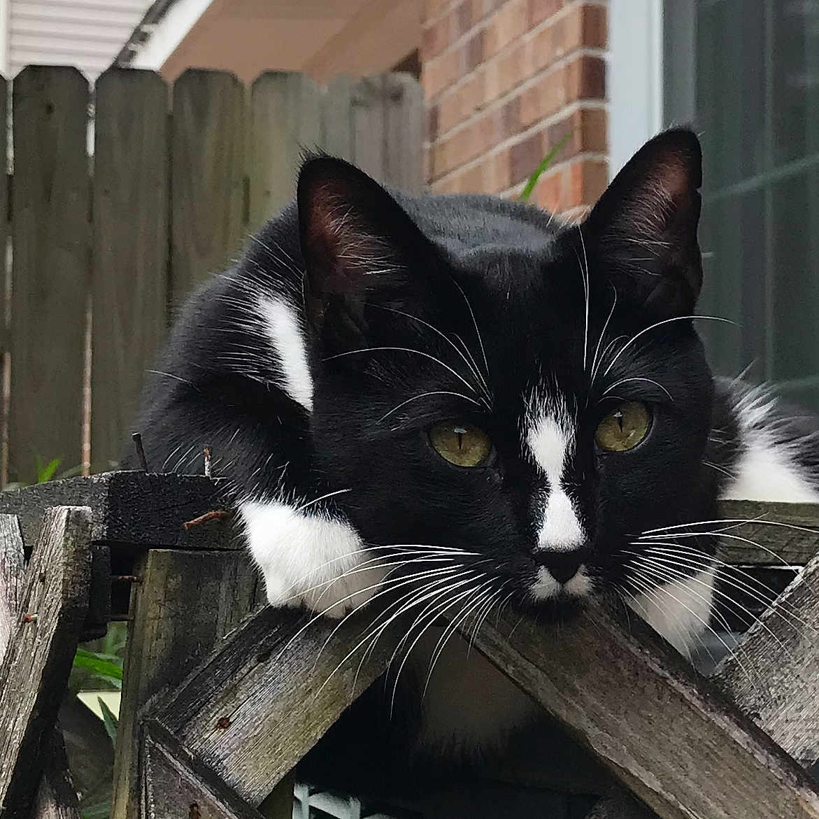 Stache joined the competition — help win amazing prizes! aegean_cat, asian, black_and_white, black_cat, carnivore, cat, domestic_short_haired_cat, european_shorthair, eye, felidae, fur, kitten, polydactyl_cat, small_to_medium_sized_cats, snout, tree, whiskers, window