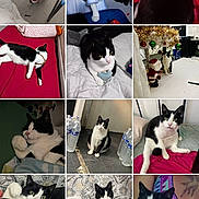 Baby a rejoint le concours — aidez-le/la à gagner de superbes lots ! cat, black_and_white_cat, indoor, bed, blanket, christmas_decorations, santa_outfit, pet, animal, feline, cute, relaxed, sleeping, playful, collage, paw, floor, water_bottle, person_arm, home