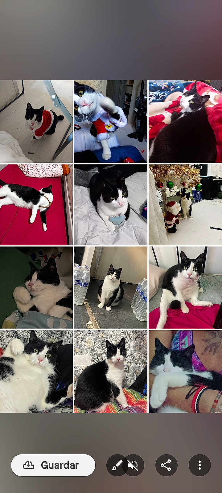 Baby a rejoint le concours — aidez-le/la à gagner de superbes lots ! cat, black_and_white_cat, indoor, bed, blanket, christmas_decorations, santa_outfit, pet, animal, feline, cute, relaxed, sleeping, playful, collage, paw, floor, water_bottle, person_arm, home