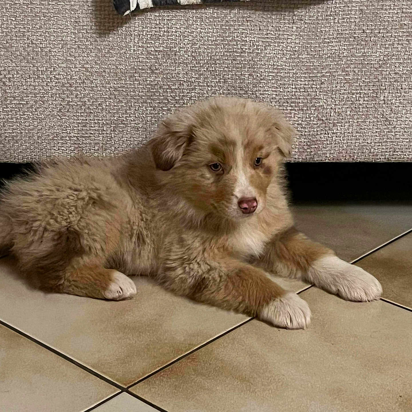 Rudy participe au concours pour gagner de l'argent avec cette photo : animal, brown, canine, cute, dog, ears, floor, fur, furry, indoor, lying_down, nose, paw, pet, portrait, puppy, resting, tile, white, young_dog