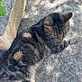cat, tabby_cat, tortoise, animal, pet, outdoor, sunlight, concrete, stone, garden, nature, reptile, mammal, resting, shadow, leaf, greenery, small_tortoise, feline, wildlife