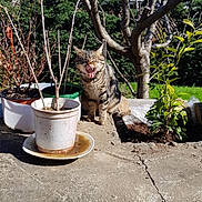 Guizmo a rejoint le concours — aidez-le/la à gagner de superbes lots ! cat, tabby_cat, outdoor, garden, plants, potted_plants, tree, concrete, sunlight, daytime, nature, animal, feline, leafless_tree, greenery, shadows, clear_sky, yawning_cat, pet, domestic_animal