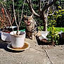 cat, tabby_cat, outdoor, garden, plants, potted_plants, tree, concrete, sunlight, daytime, nature, animal, feline, leafless_tree, greenery, shadows, clear_sky, yawning_cat, pet, domestic_animal