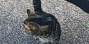Guizmo participe au concours pour gagner de l'argent avec cette photo : cat, tabby, animal, pet, car_door, gravel, outdoor, curious, feline, striped, tail, paw, vehicle, ground, sidewalk, daylight, domestic_animal, transport, door_panel, texture