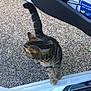 cat, tabby, animal, pet, car_door, gravel, outdoor, curious, feline, striped, tail, paw, vehicle, ground, sidewalk, daylight, domestic_animal, transport, door_panel, texture