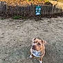 Oda a rejoint le concours — aidez-le/la à gagner de superbes lots ! animal, backyard, bulldog, canine, dog, nature, outdoors, person, pet, picketfence, puppy, sitting, yard