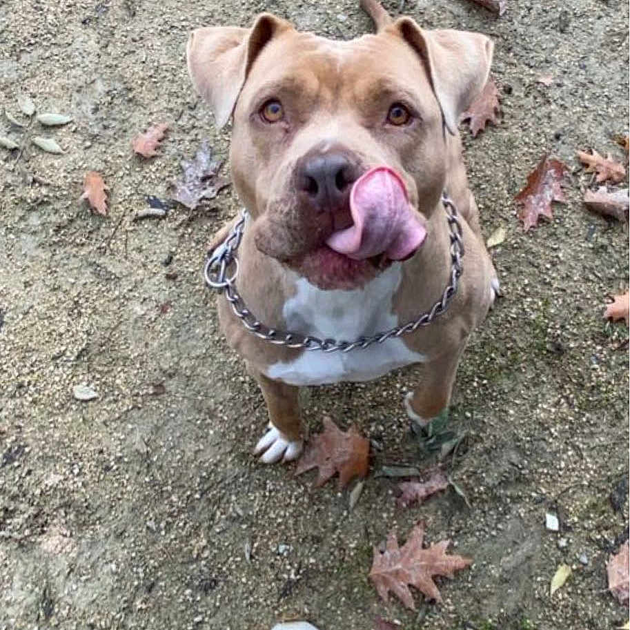 Oda participe au concours pour gagner de l'argent avec cette photo : animal, canine, clothing, dog, face, footwear, grass, head, jeans, pants, person, pet, photography, plant, portrait, puppy, sandal, shoe, sneaker, soil
