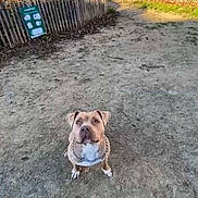 Oda participe au concours pour gagner de l'argent avec cette photo : animal, backyard, boxer, bulldog, canine, city, dog, frenchbulldog, indoors, interiordesign, nature, outdoors, pet, picketfence, pitbull, puppy, road, street, urban, yard