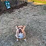 animal, backyard, boxer, bulldog, canine, city, dog, frenchbulldog, indoors, interiordesign, nature, outdoors, pet, picketfence, pitbull, puppy, road, street, urban, yard